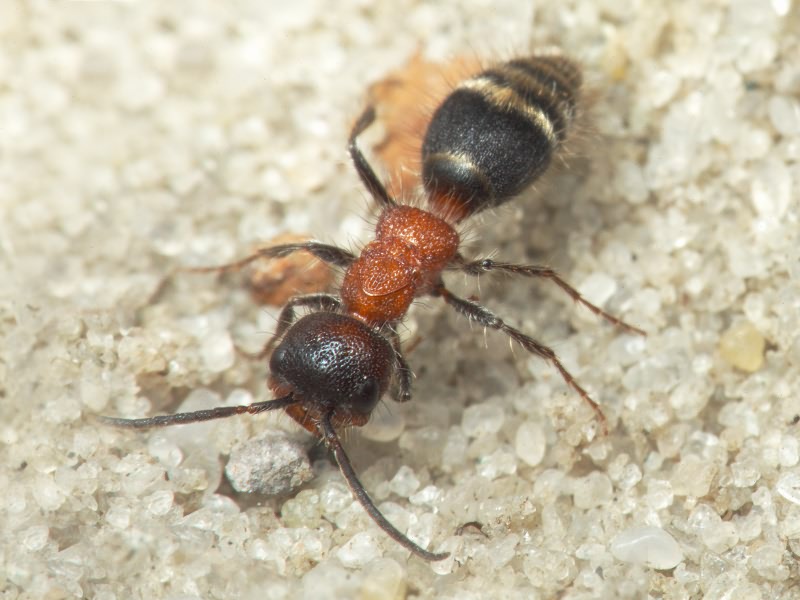 Myrmilla glabrata (Fabricius, 1775)